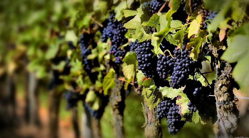 Vino Uruguayo